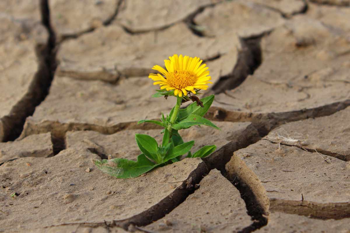 california drought facts_