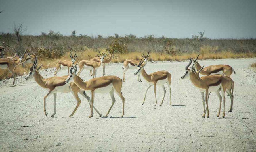 28 Interesting Facts about Tanzania: History, Culture, Travel