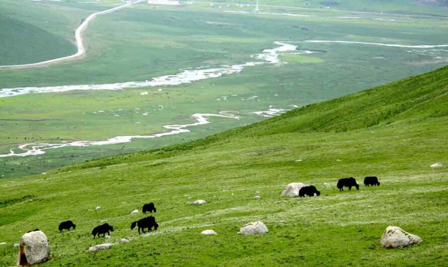 30 Plateau of Tibet Facts: Landscapes, Nature, Life, Travel