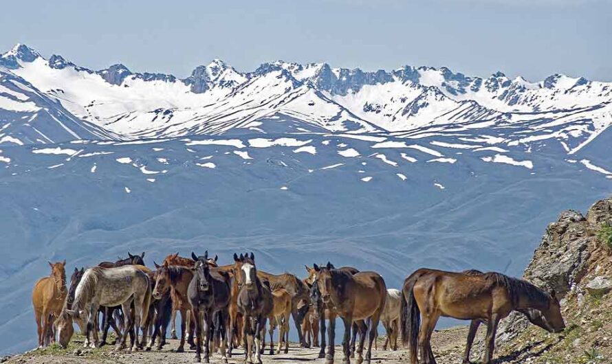 21 Interesting Facts about Kyrgyzstan: History, Culture, Life