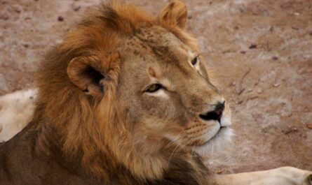interesting facts about mali_Facts about Zambia_interesting facts about Kenya