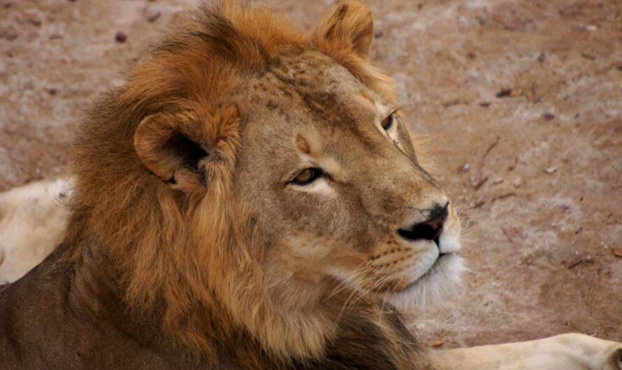 27 Interesting Facts about Kenya: History, Culture, Travel, Food